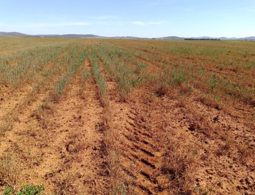 Apag Extremadura Asaja asegura que las pérdidas en los cereales de secano por la sequía ascienden a 198 millones de euros