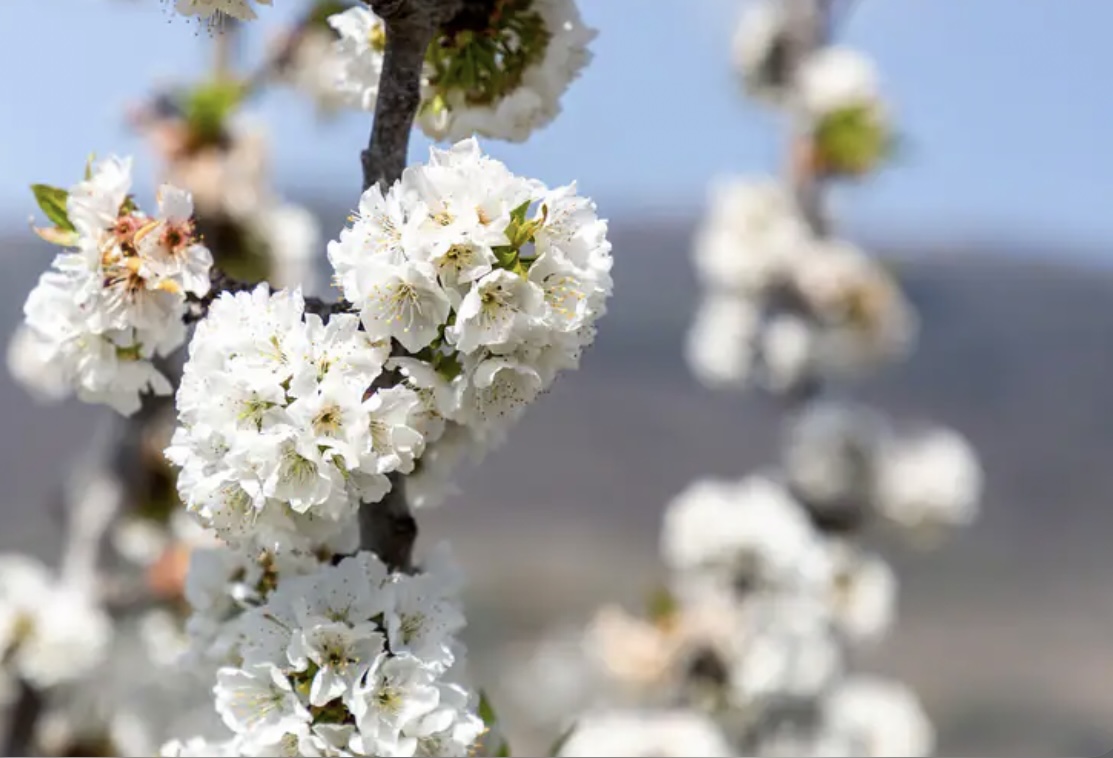 Cerezos en flor en el Valle del Jerte 2024