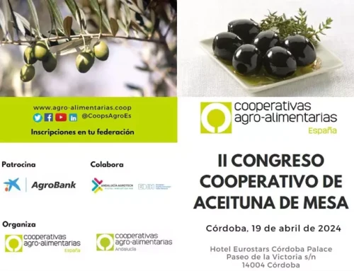 Las mayores productoras de Andalucía  y Extremadura se citan en Córdoba en el II Congreso Cooperativo de Aceituna de Mesa