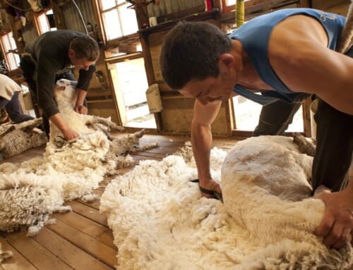 Ganaderos lamentan verse «obligados a destruir» la lana de sus ovejas porque «la están regalando»