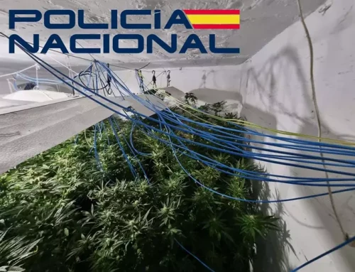 Seis detenidos en el desmantelamiento de varias plantaciones de marihuana en Santa Engracia-Gurugú de Badajoz