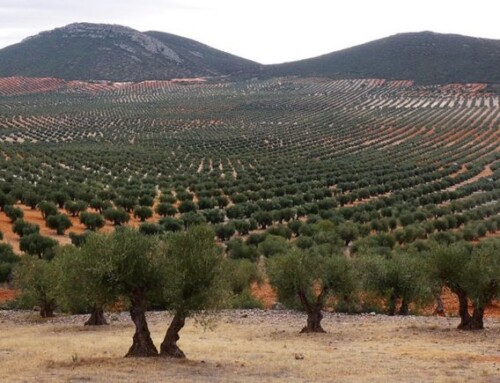 La CLYGAL reclama a la Junta que agilice los trámites para que los agricultores cobren los 6 M€ anunciados para la viña y el olivar