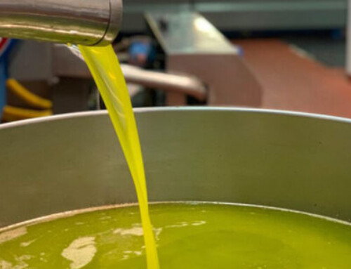 El precio del aceite de oliva en origen repunta un 11% desde abril debido al buen ritmo de las ventas