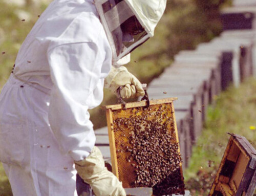 Apicultores extremeños advierten de una «incierta» producción de miel tras una «enjambrazón desbordada» en marzo y abril