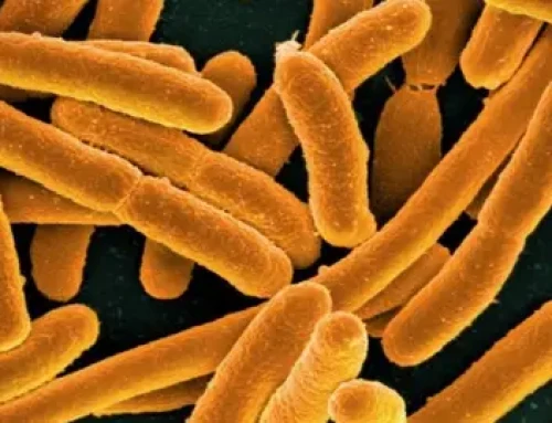 La OMS actualiza la lista de bacterias más resistentes y peligrosas para la salud: «La amenaza se ha intensificado»
