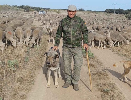 Un pastor extremeño recorre 600 kilómetros con sus 1.500 ovejas para pasar el verano en León