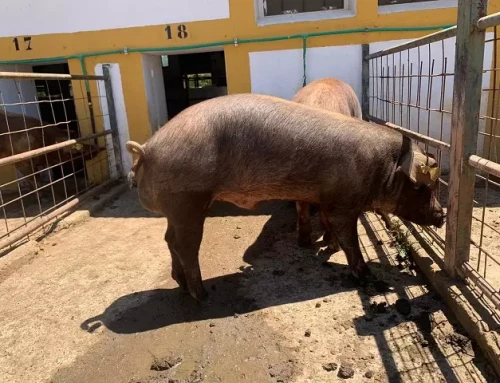 El centro de reproducción de la Junta subastará 23 machos de ganado porcino de raza Duroc