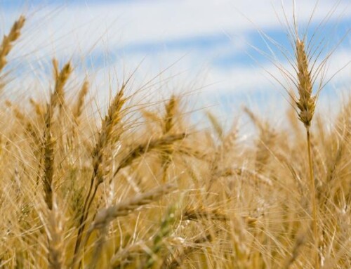 La ayuda del Ministerio para el secano, arroz y tomate industrial por la sequía se sitúa en los 16,2 millones en Extremadura