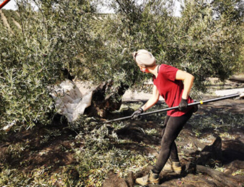 El aceite de oliva ha sido el alimento que menos subió de precio del campo a la mesa en junio: ¡y lo hizo un 38%!