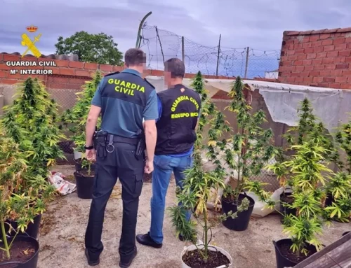 La Guardia Civil desmantela dos plantaciones de marihuana el mismo día en Usagre y detiene a dos vecinos