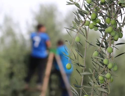 La Junta trabaja ya en el recurso a la IGP Aceituna Manzanilla Sevillana: «Llegaremos hasta donde tengamos que llegar»