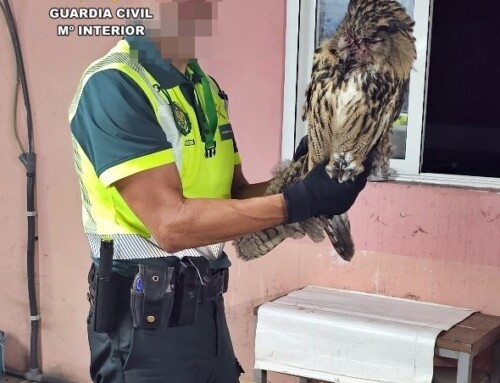 La Guardia Civil rescata un Búho Real en la autovía A-5