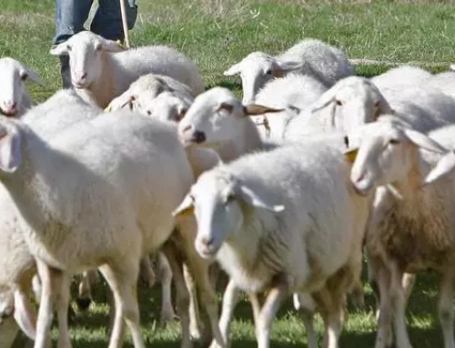 Extremadura cuenta con seis focos confirmados de ‘lengua azul’