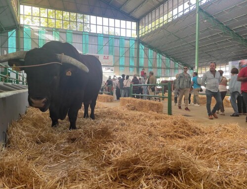 La Asociación de Retinto lamenta que la Feria Zafra no pueda contar con vacuno, ovino ni caprino