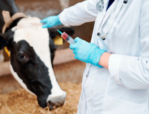 Los veterinarios piden ayudas económicas a las administraciones para impulsar las vacunas contra la EHE y la lengua azul