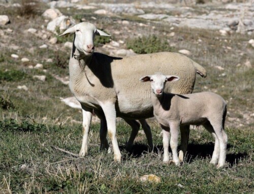 Los focos de lengua azul se disparan en Extremadura con la confirmación de 54 casos más