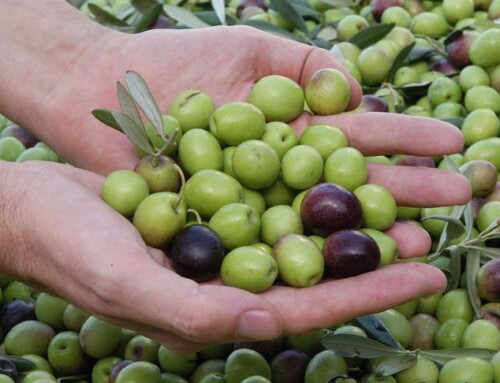 Extremadura interpone un recurso contra la IGP Aceituna Manzanilla Sevillana y anuncia que agotará el recorrido judicial