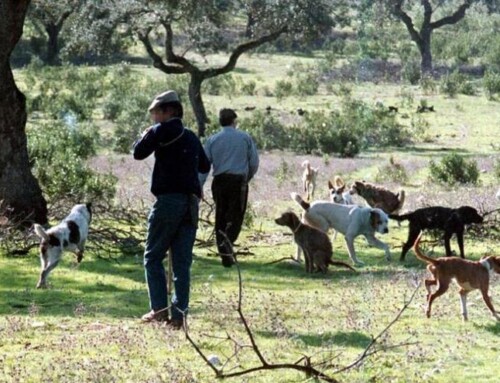 Mas de 35.000 mil cazadores inician hoy sábado la temporada de caza menor en la región