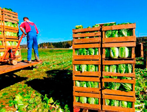 Unión de Uniones : Compensación a los agricultores por la rebaja del IVA de los alimentos: «Esperamos que esto no se quede sólo en un anuncio y se materialice»