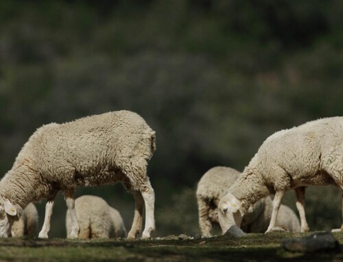 Comienza la vacunación contra la lengua azul en Extremadura, donde hay confirmados 26 focos, cuatro con serotipo 3