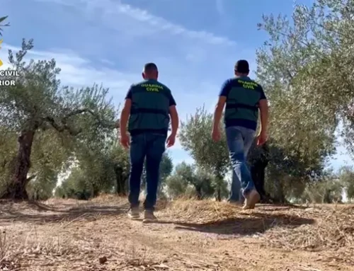 Cuatro detenidos por robar 5.000 kilos de aceitunas en una finsca de Alcuéscar