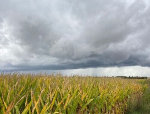 La Junta somete a información pública el decreto de seguros agrarios combinados con una partida de 10,5 millones en 2025