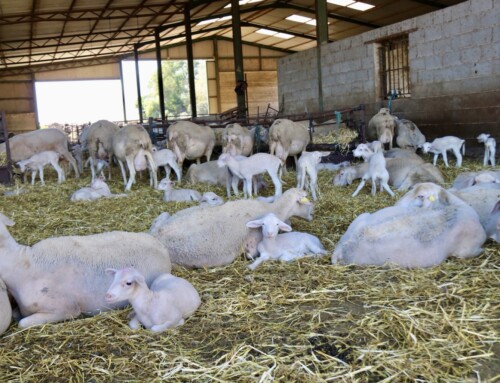 El PSOE de Extremadura denuncia el caos de la Junta en la gestión de la crisis de la lengua azul en la cabaña ganadera