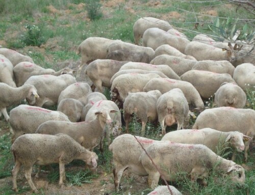 Extremadura cuenta con 26 focos de lengua azul, dos de ellos del serotipo 3, el de mayor virulencia