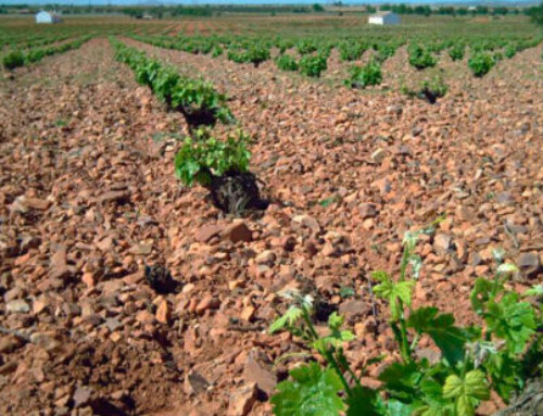 COAG se suma al enfado contra Planas : su «no al arranque pone en riesgo de abandono a más de 95.000 hectáreas de viñedo»