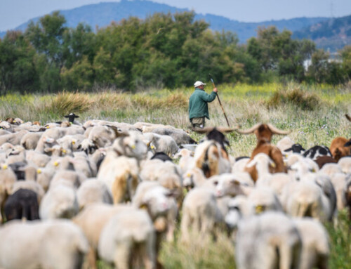 Extremadura empezará este viernes a vacunar a unos 300.000 animales contra la lengua azul en zonas junto a Portugal