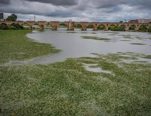 Salvemos el Guadiana mantiene el sábado 19 la manifestación convocada para pedir soluciones al nenúfar en Badajoz