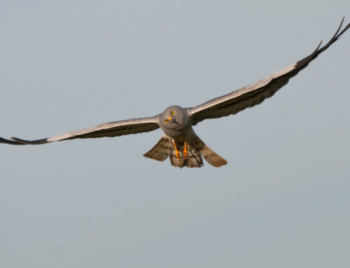 LIFE SOS Pygargus: arrancó el proyecto para salvar al aguilucho cenizo y promover la producción cerealista