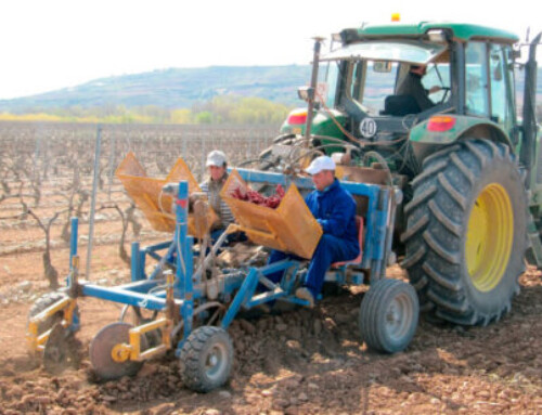 El Gobierno amplía un año más la vigencia de las autorizaciones de plantación de viñedos por las dificultades climáticas y de mercado