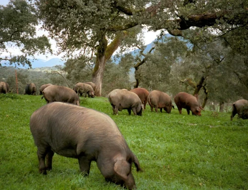 El sector del cerdo ibérico busca cómo valorizar subproductos del ibérico para ampliar la comercialización