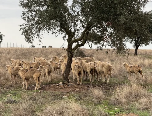 Extremadura modificará el PDR para “compensar” a los ganaderos por la lengua azul