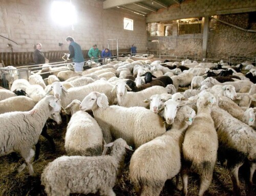 Extremadura cuenta ya con presencia de los serotipos 1, 3, 4 y 8 de lengua azul y mantiene la vacunación como prioridad