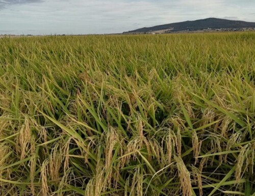 Agricultura abona cerca de 51 millones de euros en distintos pagos de la PAC