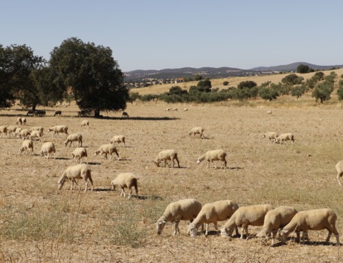 UPA-UCE denuncia una oleada de robos de corderos en la provincia de Badajoz