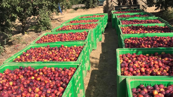 Extremadura recibe más de 350.000 euros de ayuda extra para 325 nuevos agricultores de frutales y frutos de cáscara