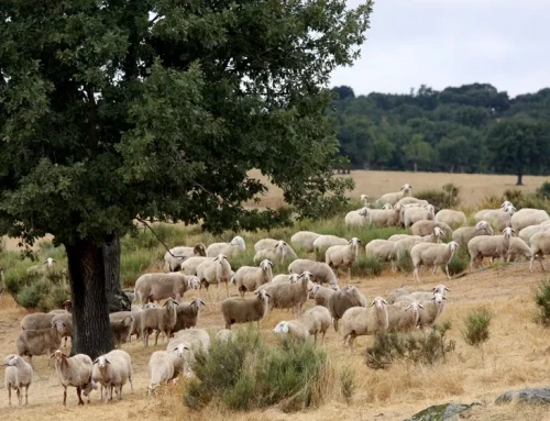 Extremadura cuenta con 782 focos de lengua azul, más de la mitad son del serotipo 3