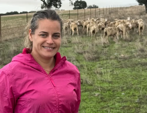 La lengua azul persiste en Extremadura: “las ovejas están volviendo a recaer