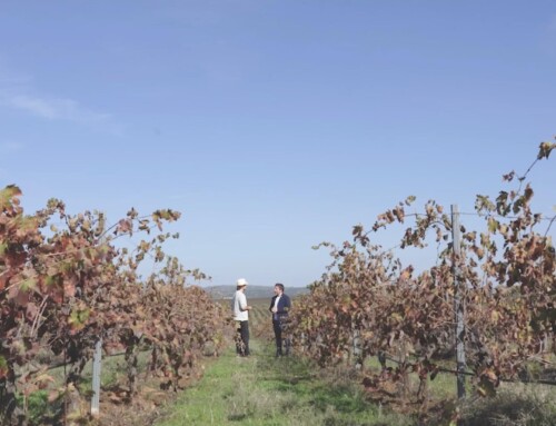 La Junta promociona el enoturismo y la tradición vinícola de Extremadura en la serie de televisión ‘Enológica’