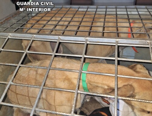 La Guardia Civil investigó a cuatro personas por caza furtiva con galgos en Llerena