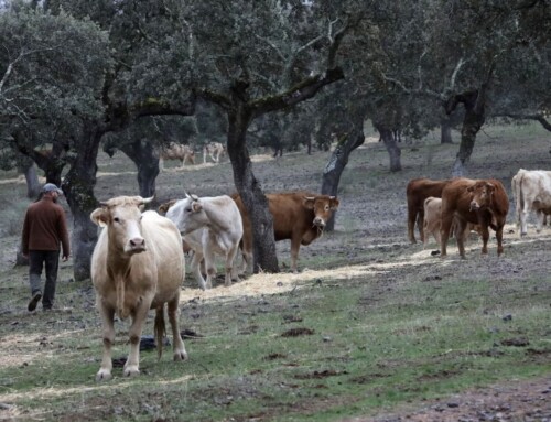 Apag Extremadura Asaja exige marcha atrás al cobro de las tasas ganaderas a partir de 2025