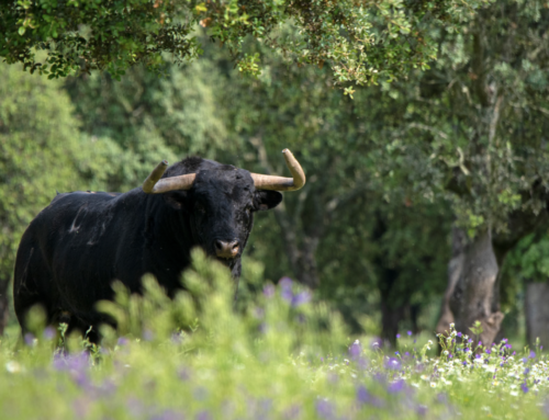 La Junta de Extremadura se suma a otras ocho comunidades, el Senado y la Fundación Toro de Lidia convocando el Premio Nacional de Tauromaquia