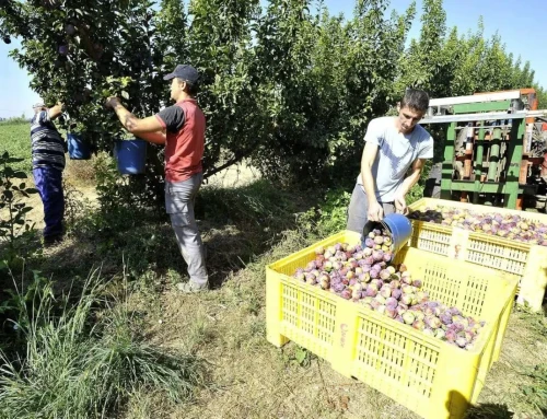 Sindicatos y patronal se reúnen el día 16 de enero para comenzar negociación del convenio del campo