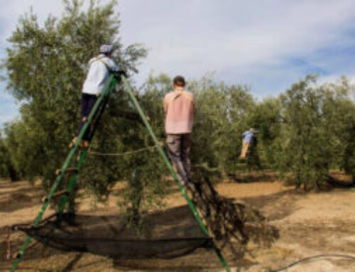 El sector agrario advierte de que no puede soportar más subidas del SMI sin compensaciones que disminuyan los costes salariales