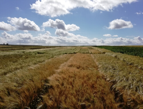 Investigadores de CICYTEX trabajan en la recuperación de cereales antiguos y en la conservación de hábitats agroesteparios