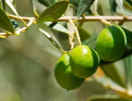 Autorización ambiental a fábrica que molturaría 150.000.000 kilos de aceituna por campaña en Valdivia