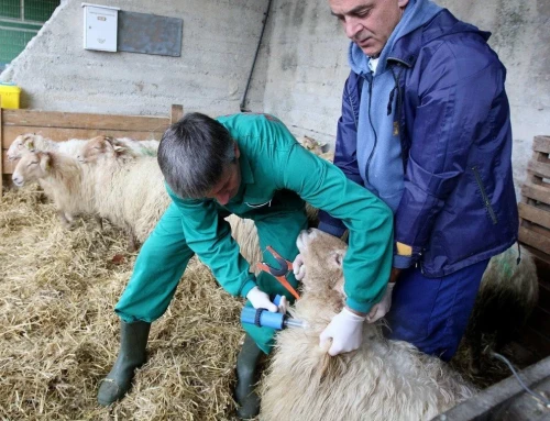 Extremadura dará viales a los ganaderos para vacunación voluntaria de lengua azul